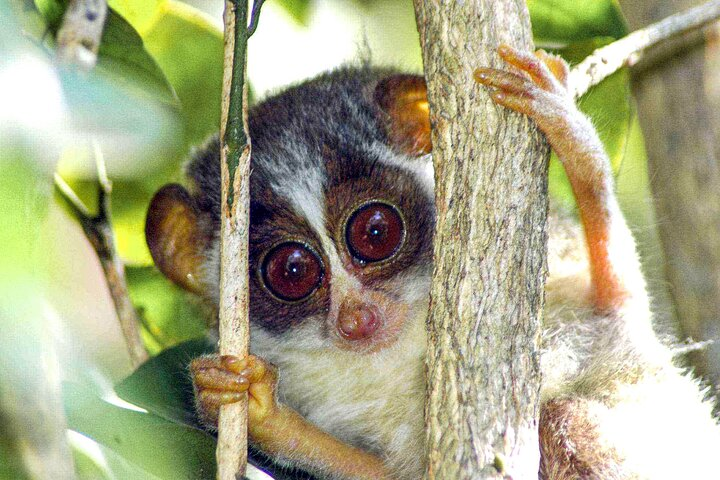 Loris Watching from Kitulgala - Photo 1 of 6